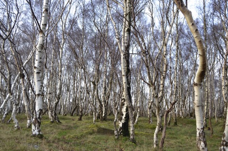 Beech trees